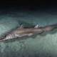 Illustration for article titled ODeck Shark Week: Deep Water Aliens
